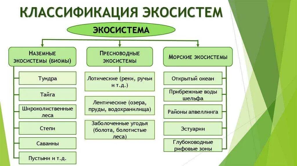 Перечисли основные природные. Классификация экологических систем. структура и типы экосистем. основные типы экосистем. классификация экосистем схема.