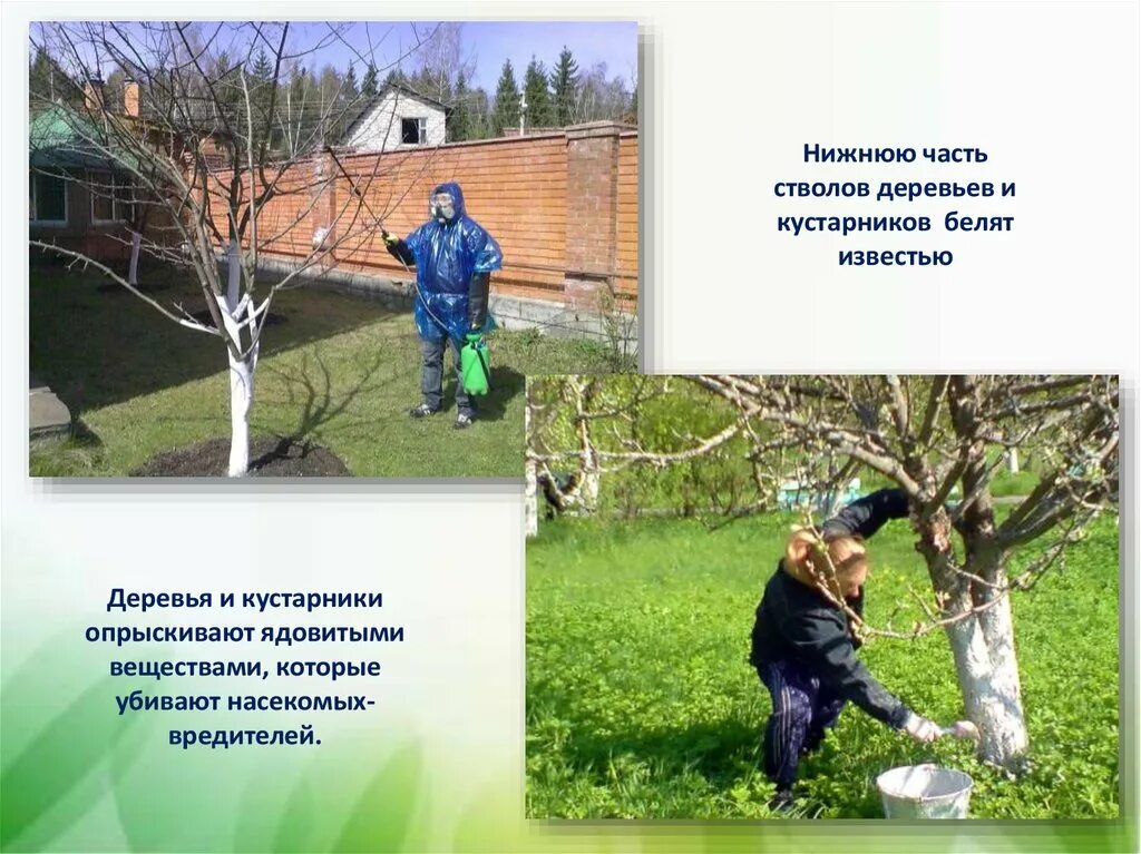 Уход деревьев весной. Белят деревья, кустарники. весенние работы. работа людей весной. труд людей весной в саду.
