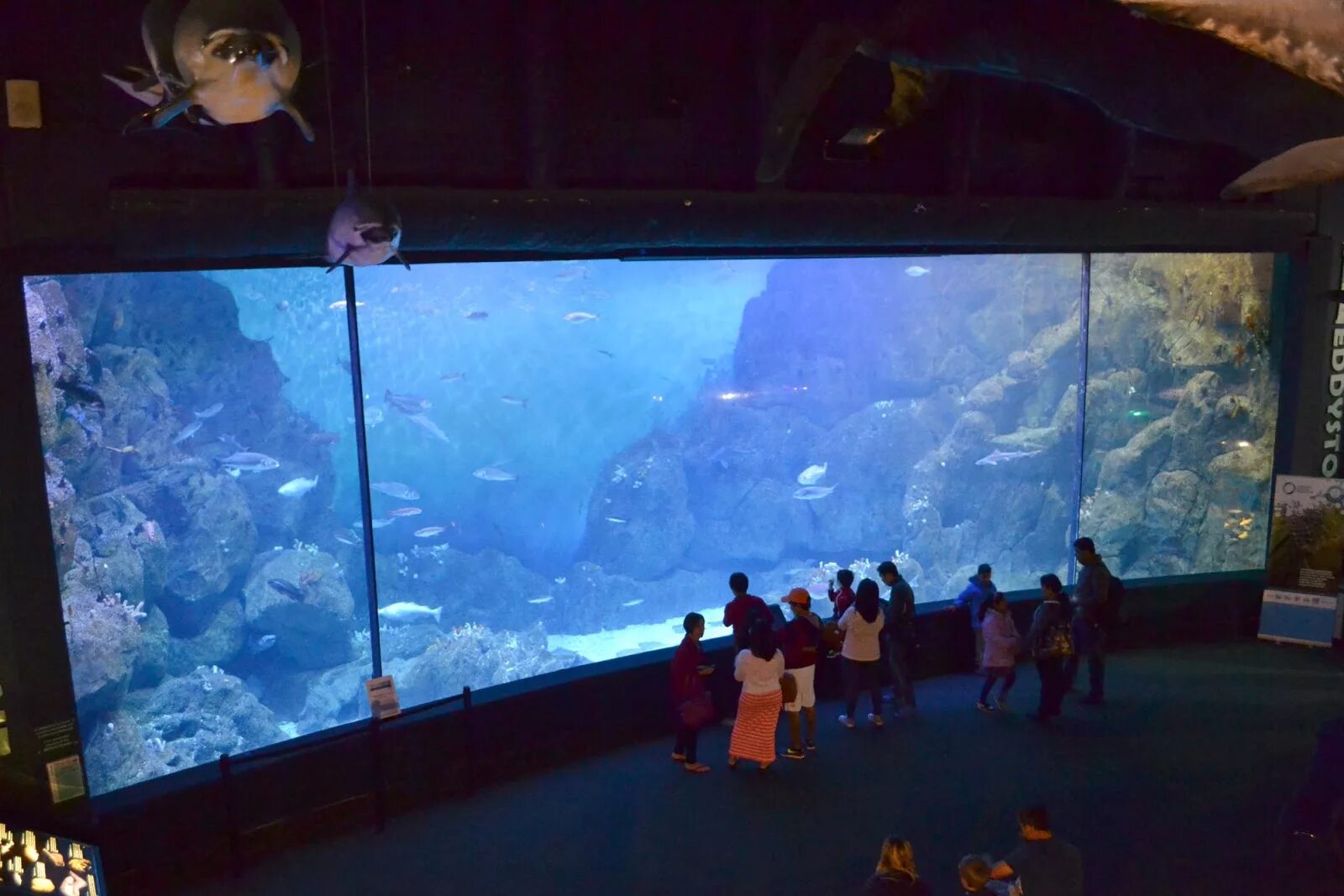 Marine aquarium. National Marine Aquarium Плимут. The National Marine Aquarium in Plymouth. Аквариум в Ростоке Германия. Мероприятие аквариум.