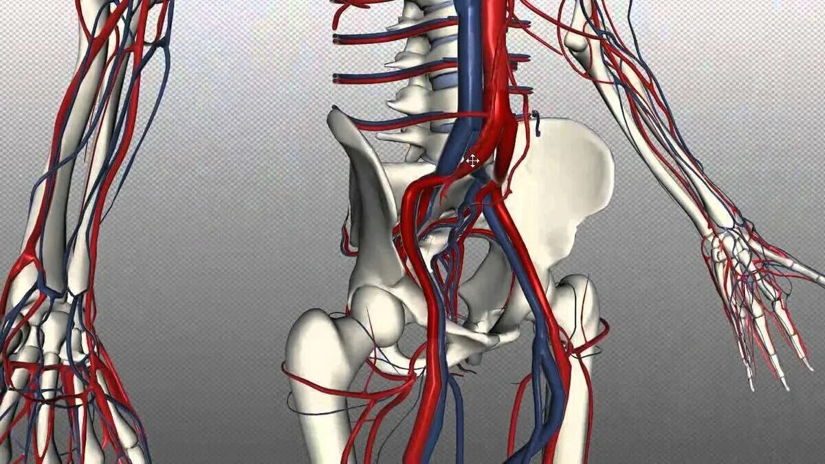 Подвздошная артерия 3д. Кровоснабжение нижних конечностей 3д. Артерии человека анатомия. Кровообращение костей