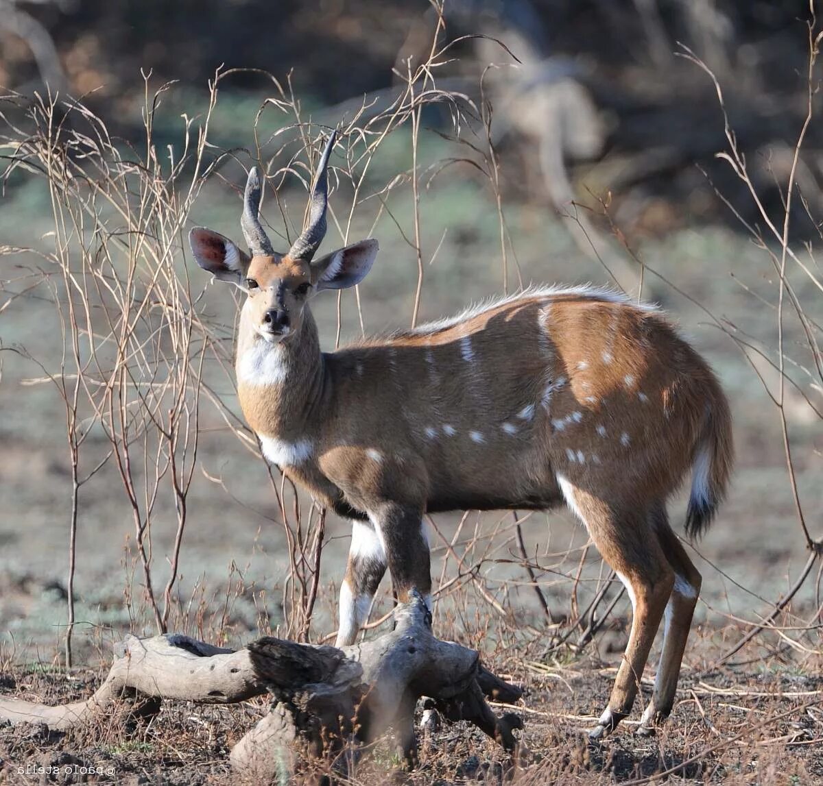 Парнокопытные животные леса. Tragelaphus Scriptus — бушбок. Антилопа бушбок. Парнокопытные антилопа. Антилопа ситатунга.