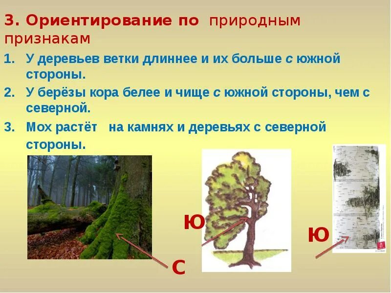 По каким признакам можно определить деревья