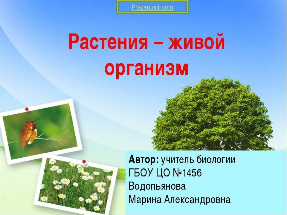 Почему растения живые организмы. Растение живой организм. Растения для презентации. Растения живые существа. Живой организм цветка.