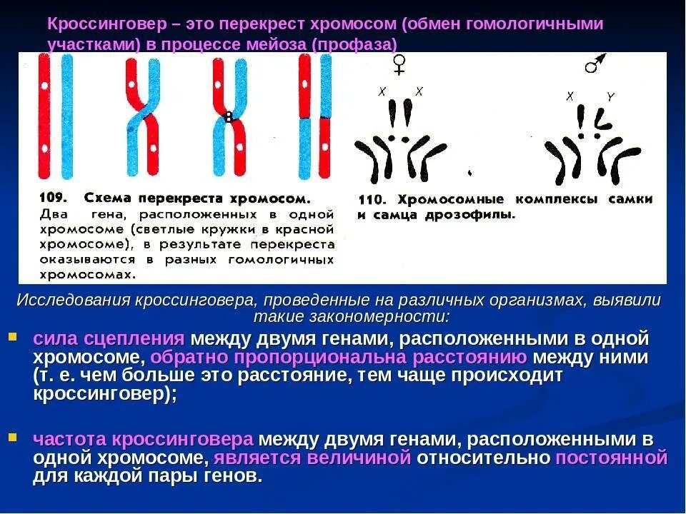 Днк наследственные признаки. Кроссинговер. Кроссинговер хромосом. Кроссинговер это кратко. Типы хромосом в кариотипе человека.
