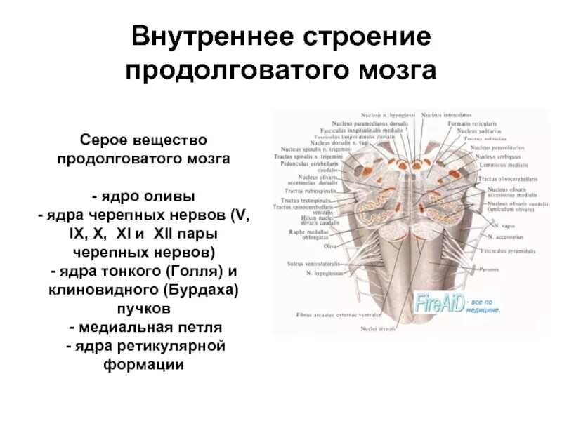 Внутренняя структура продолговатого мозга. Продолговатый мозг строение и функции. Продолговатый мозг анатомия серое вещество. Внутреннее строение продолговатого мозга.