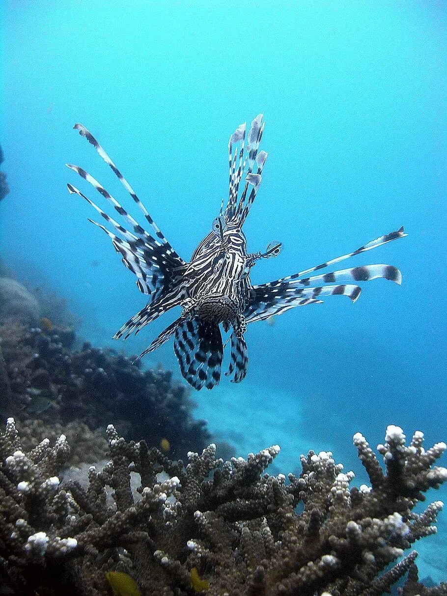 Рыба крылатка. Рыба крылатка Зебра. Полосатая крылатка. Lionfish рыба. Крылатка фото