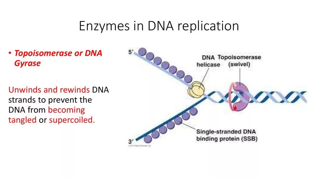 Фермент хеликаза. Инициация репликации ДНК. Репликация ДНК эндонуклеаза. ДНК топоизомераза функции. Топоизомераза в репликации ДНК.