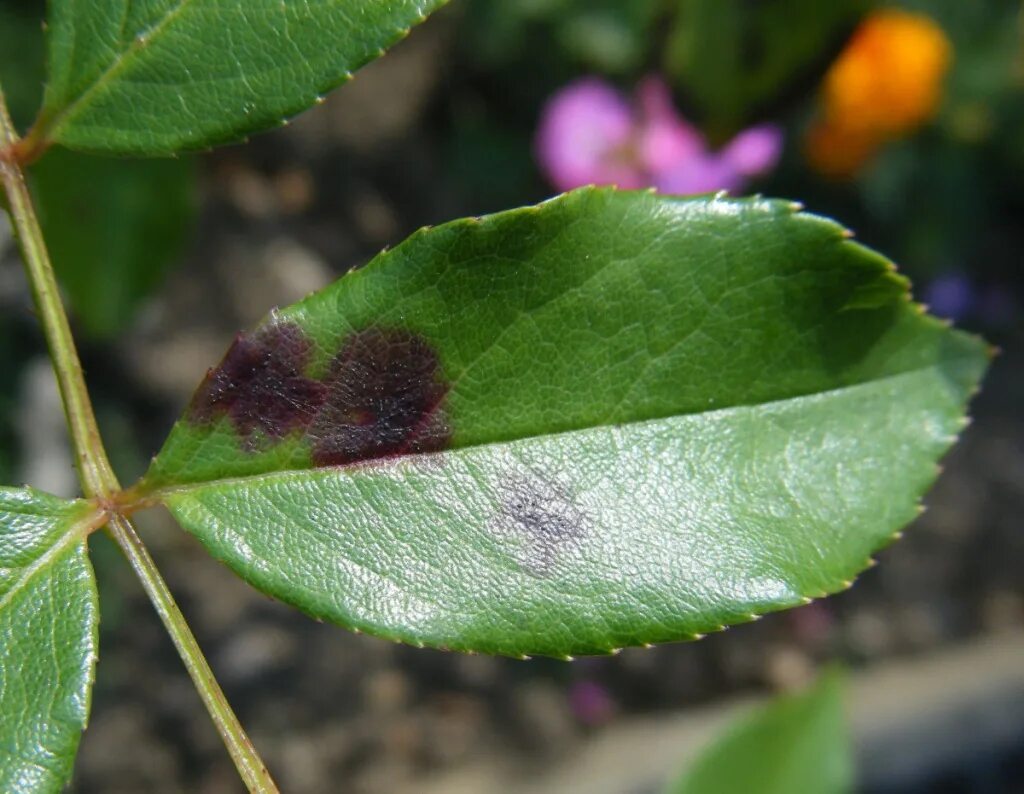 Серная пятнистость на розах. Diplocarpon Rosae. Пурпуровая пятнистость роз.