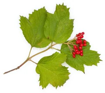 Калина без листьев
