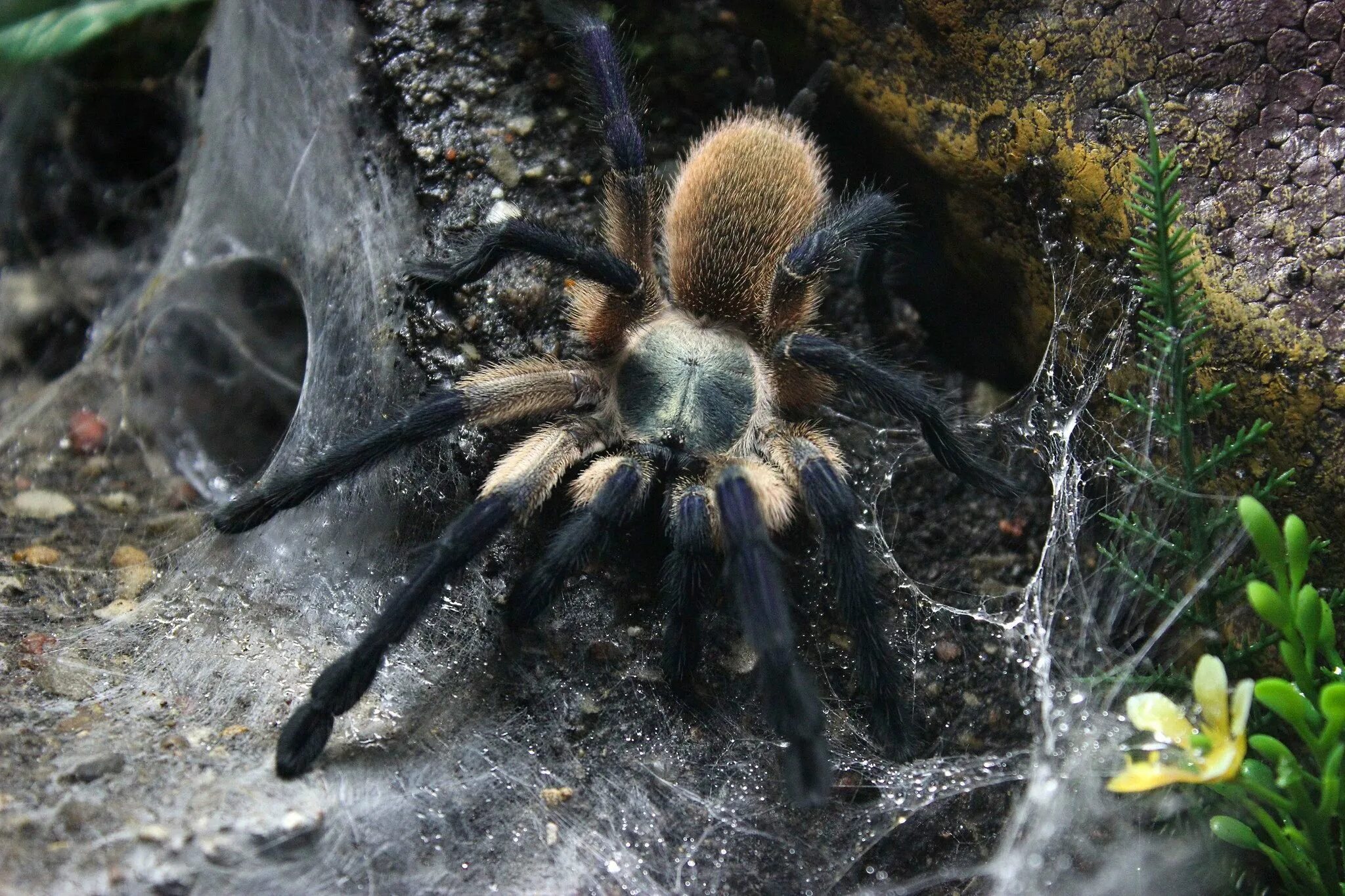 Spiders pictures. Тарантул эрезус. Птицеед Monocentropus balfouri. Monocentropus balfouri паук. Monocentropus balfouri паук птицеед.