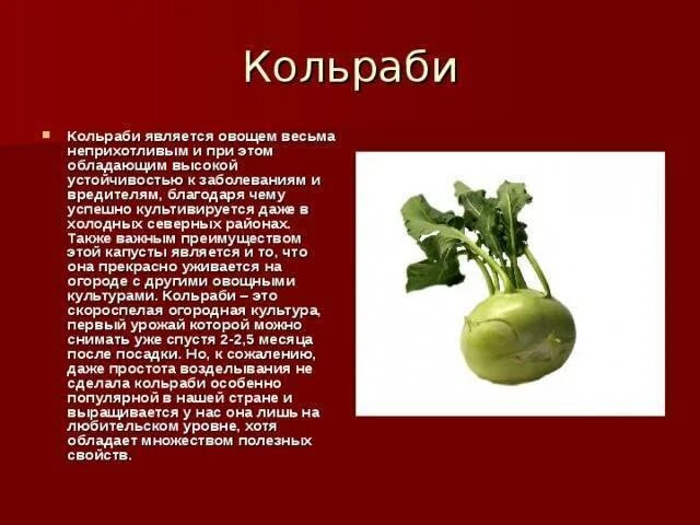 Кольраби систематика. Кольраби капуста видоизменение чего. Стебель кольраби. Капуста кольраби видоизмененный побег. Капуста кольраби видоизмененные побеги.