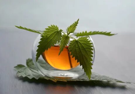 Красивая крапива