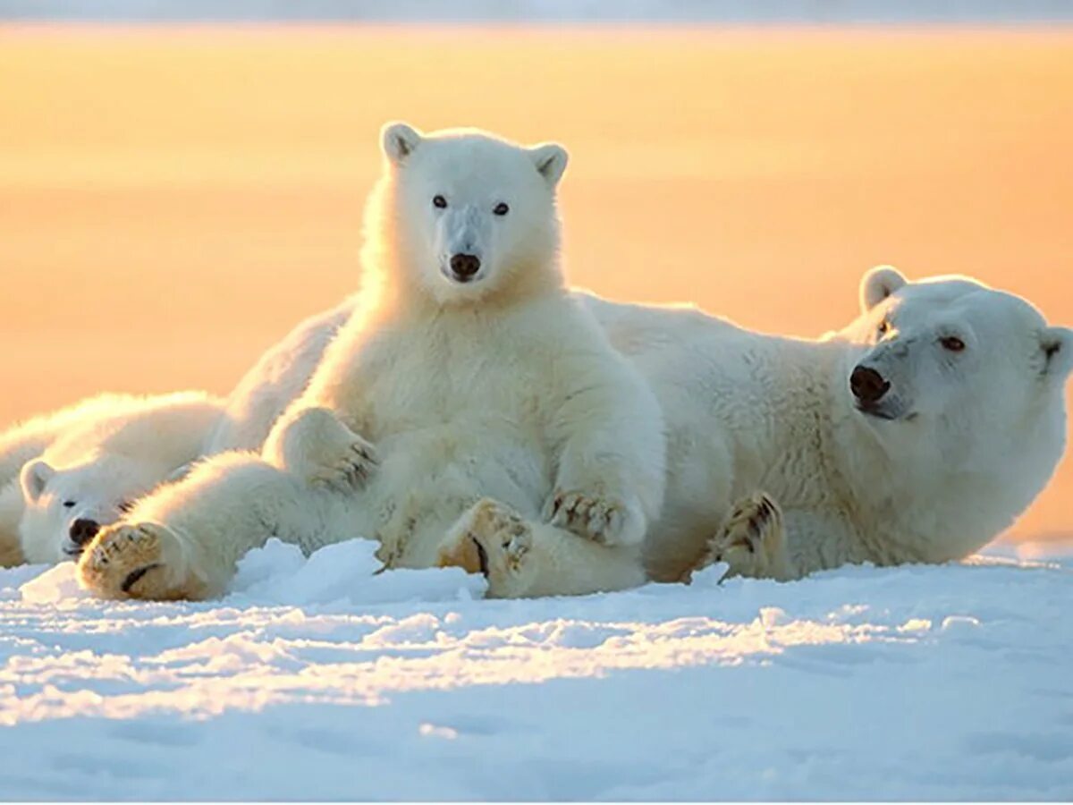 Медведи живут на севере. Полярные медведи остров Врангеля. Белые медведи остров Врангеля Арктика Арктика. Белый медведь Северный полюс. Северный Ледовитый океан белый медведь.