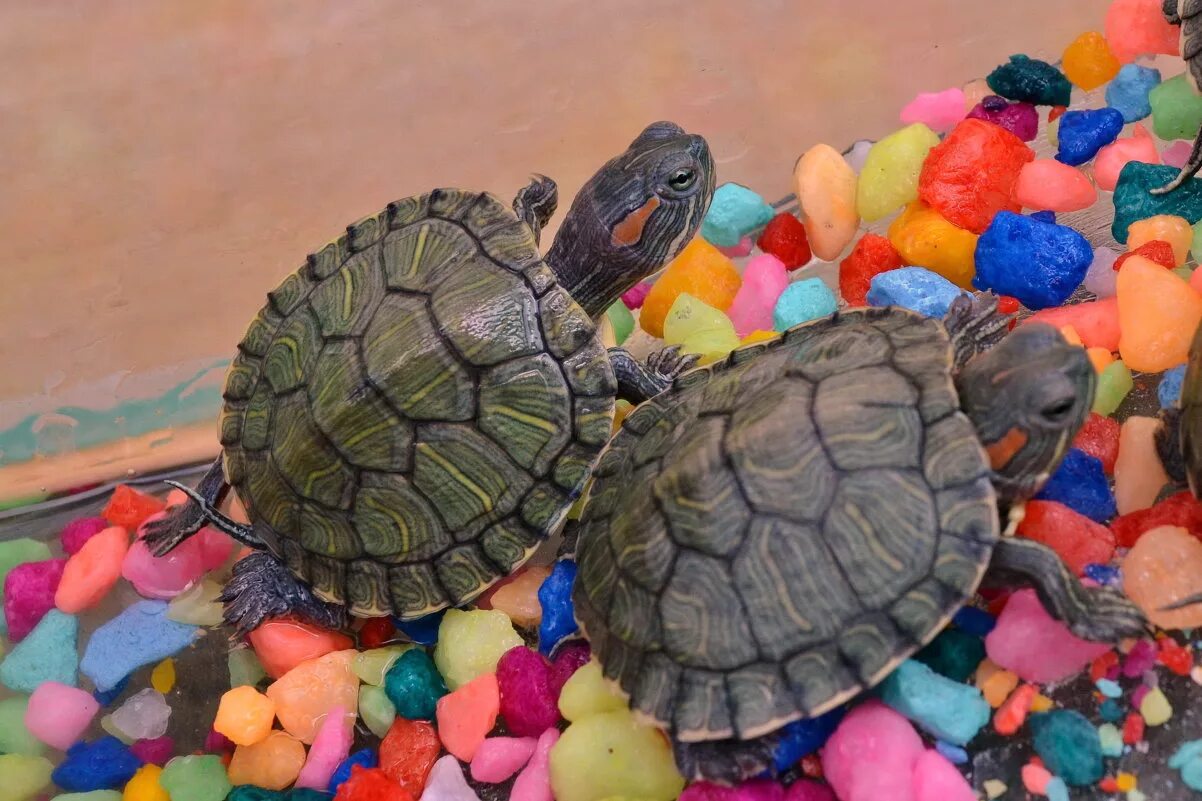 черепаха и черепашонок. черепашки мутанты ниндзя сериал. много маленьких черепашек. черепашки-ниндзя мультсериал 2008. включи черепашки много черепашек.