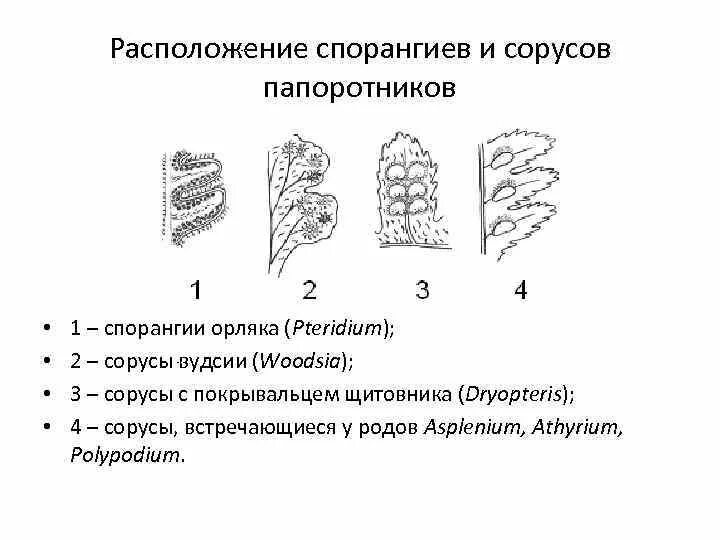 Строение соруса щитовника. Строение соруса папоротника. Строение соруса папоротника под микроскопом. Сорус папоротника схема.