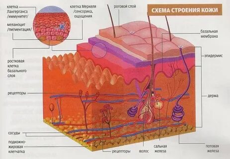 Клетки лангерганса