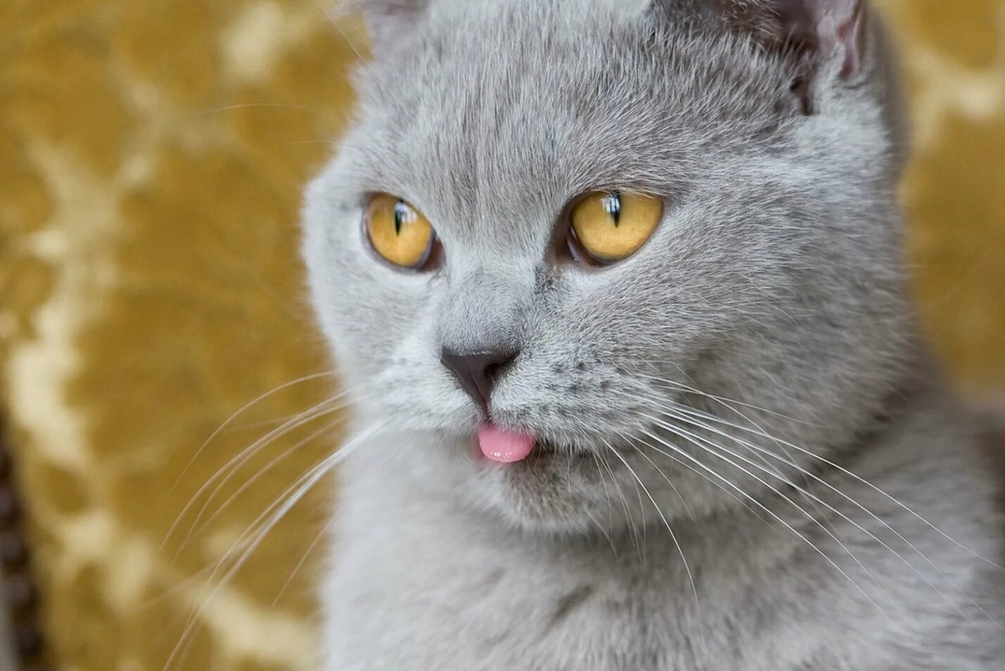 French cat. Картезианская кошка шартрез. Шартрез порода кошек. Французская порода кошек шартрез. Картезианская кошка шартрез котёнок.