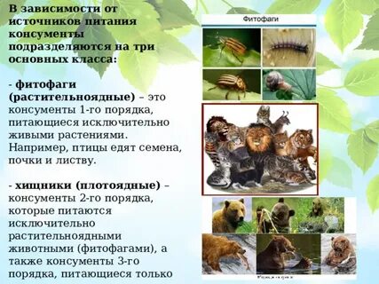 Фитофаг