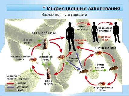 Человек переносчик инфекции