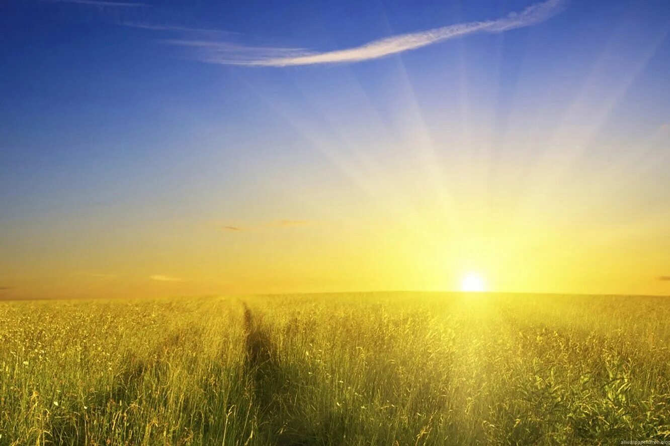 Можно солнце золотое. Good morning Sunshine Aqua. Ирисы good morning Sunshine. Good morning Sunshine перевод. Аллилуйя за улыбку солнца с утра.