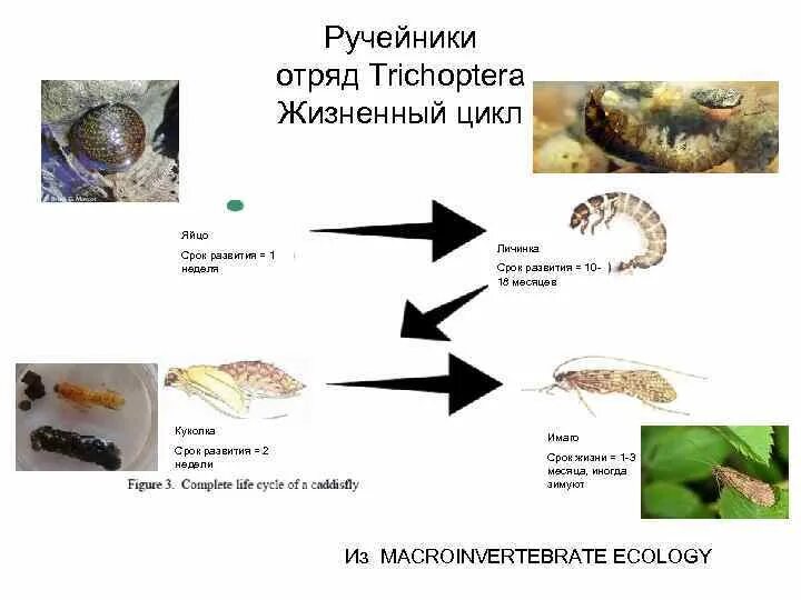 Ручейники (Trichoptera) жизненный цикл. Цикл развития ручейника. Стадии ручейника развития личинка. Фазы развития ручейника.