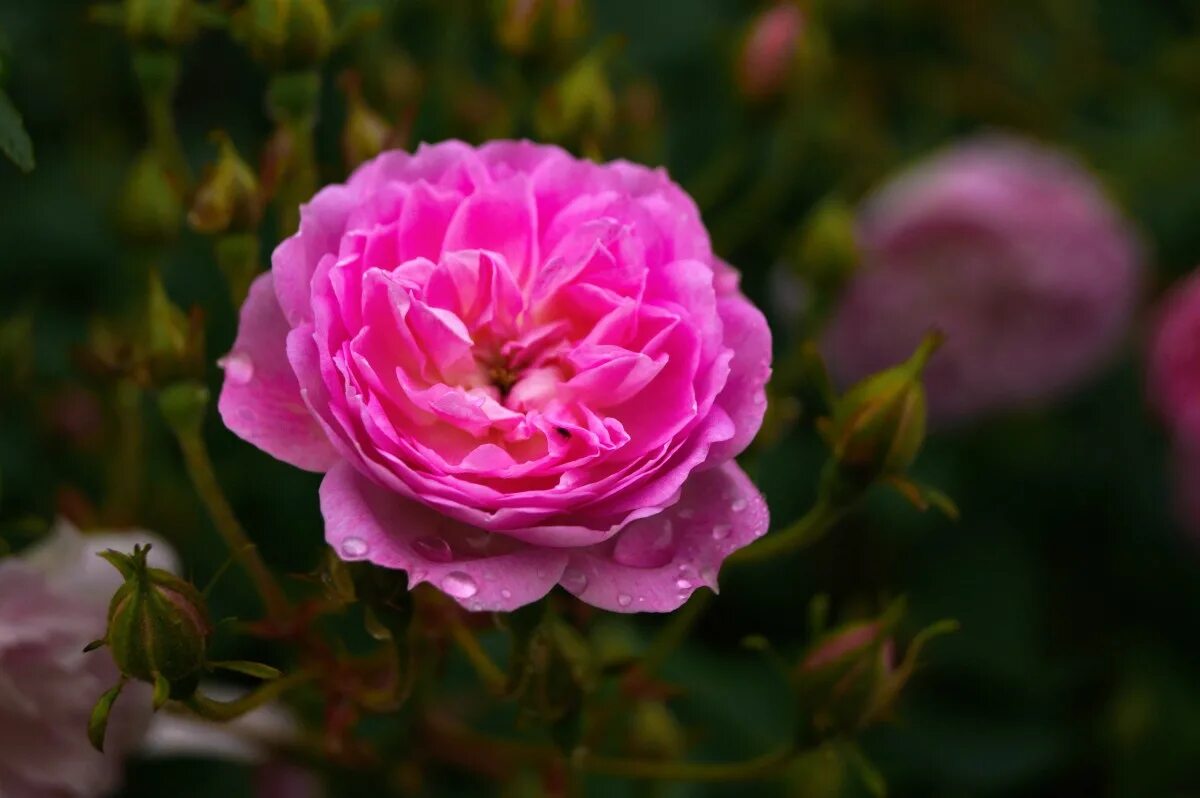 Rosa writes. Rosa centifolia.