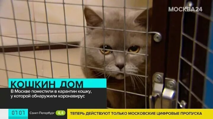 Карантин котенка. Кошки на карантине. карантин зона для кошек. правила карантин кошачий. карантин для котенка с улицы.