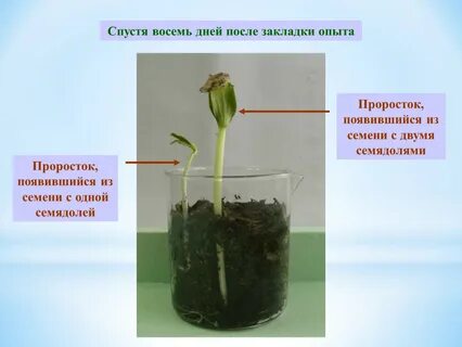 В опыте экспериментатор наблюдал за развитием проростка