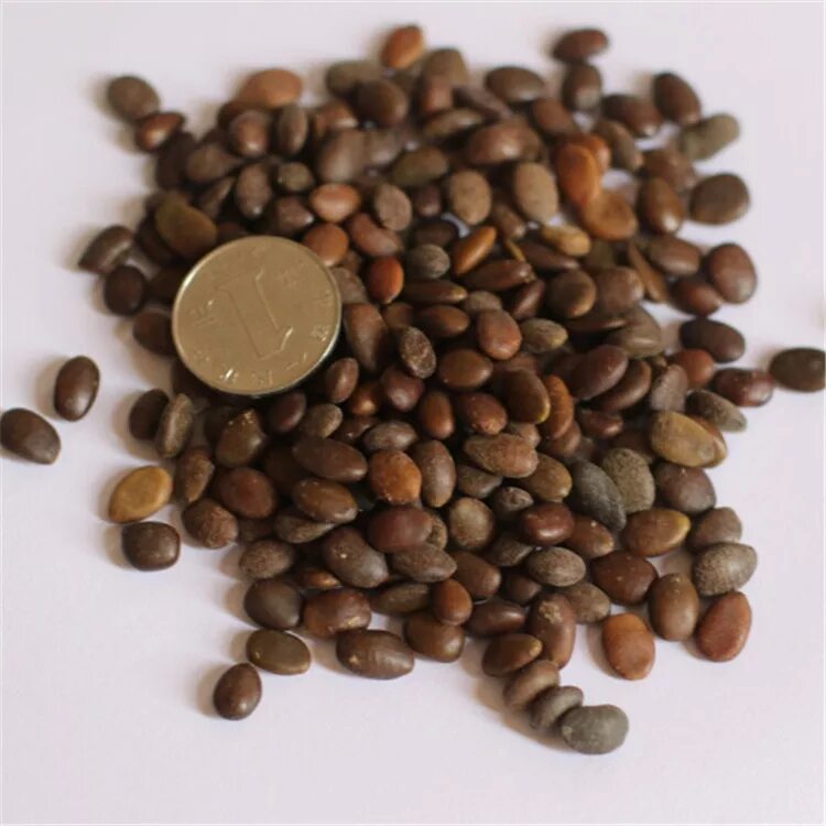 Серый орех дерево. Чекалкин орех в подмосковье. Необычные семена растений. Семена кустарников. Орех серый семя.