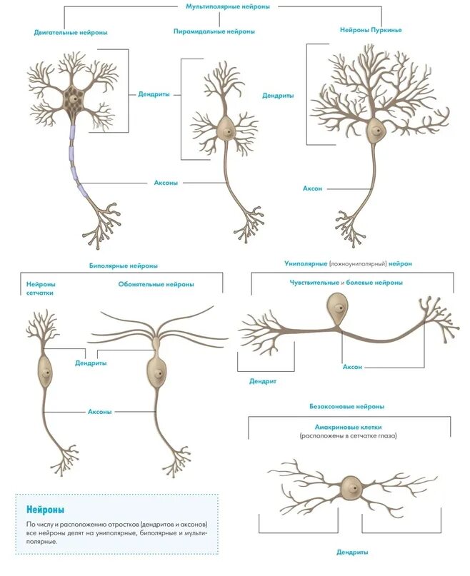 Распределите по группам характеристики отростков нервной клетки. Типы нейронов. Нейрон анатомия. Типы нервных клеток. Строение нейрона.