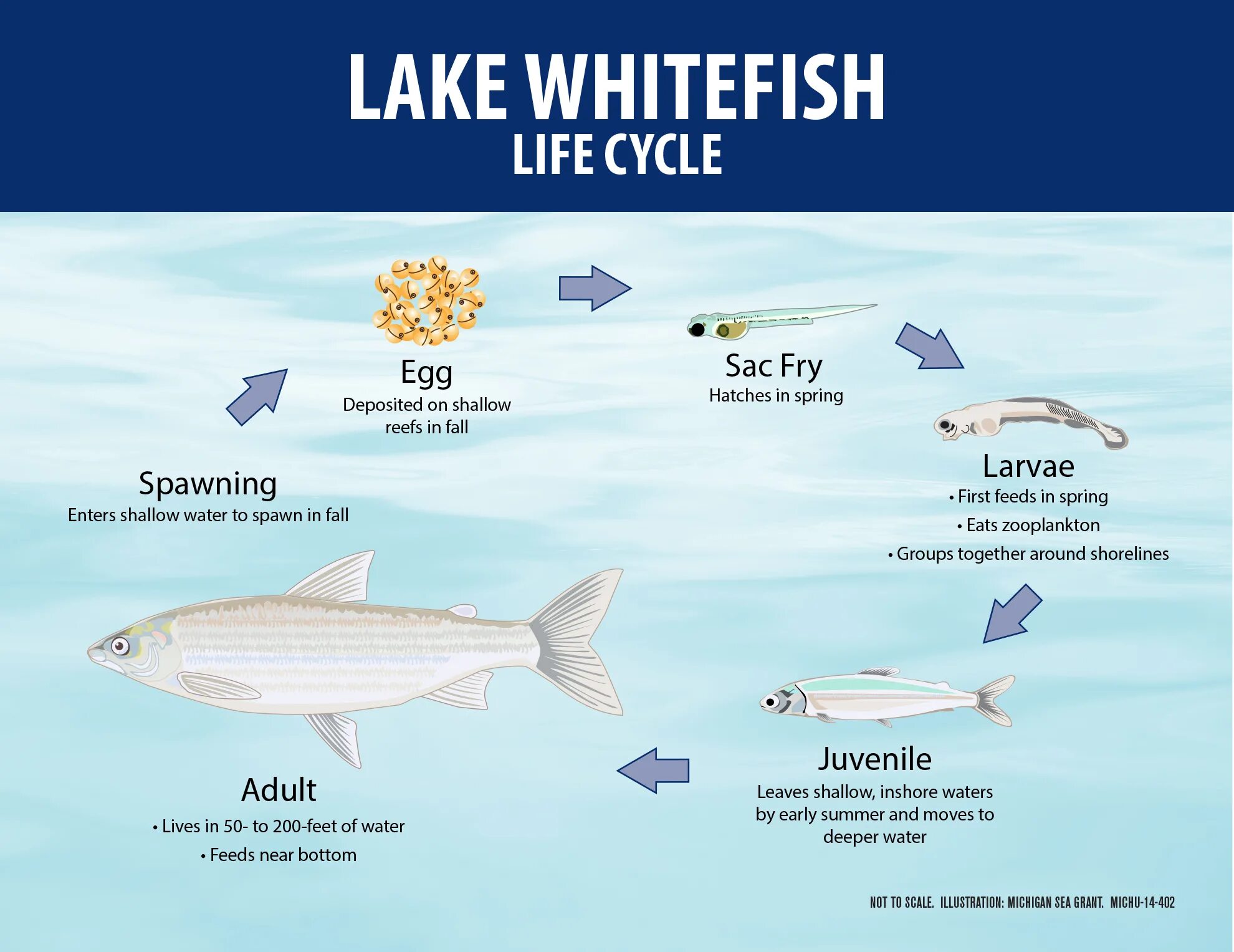 Этапы размножения рыб. Жизненный цикл рыб. Превращение в рыбу. Fish Life Cycle. Рыбы в озере мичиган