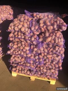 Картофель гала скарлет