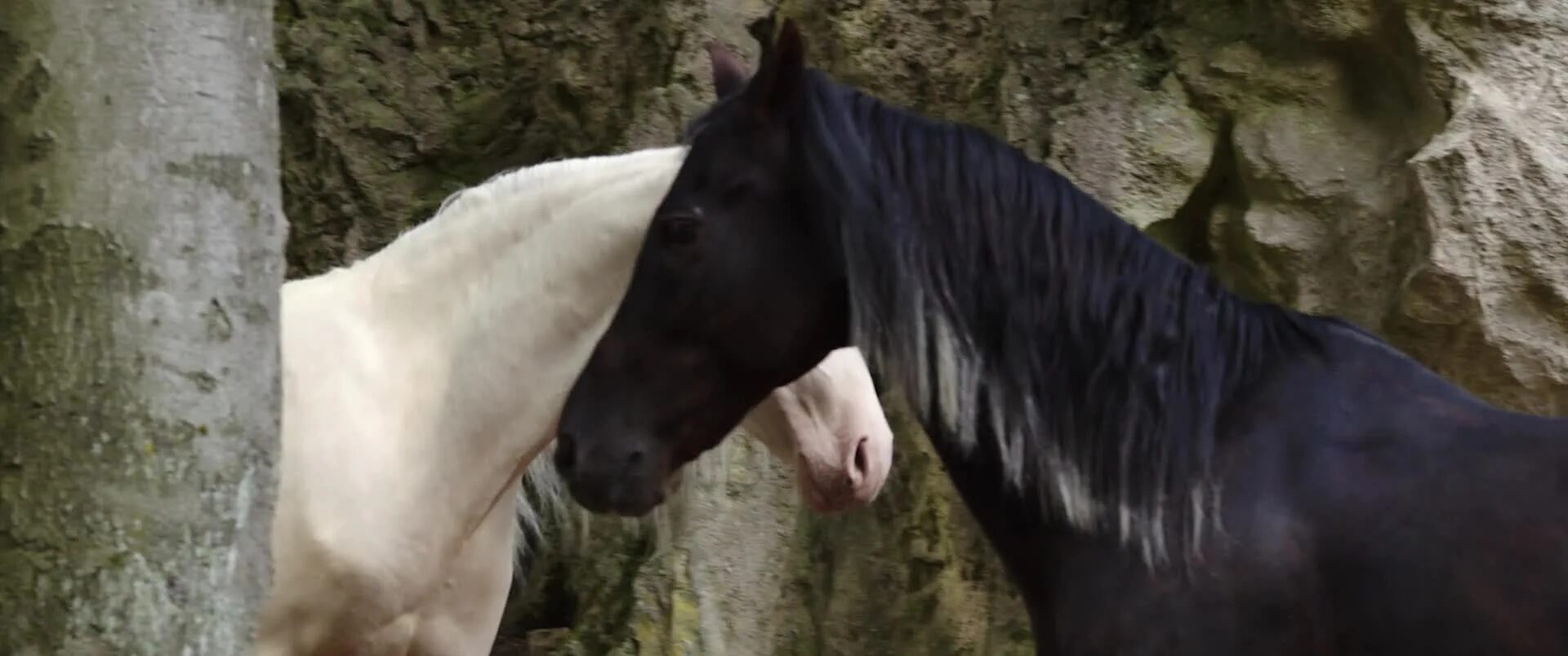 Ханна бинке 2021. Ханна бинке восточный ветер 2. Оствинд восточный ветер 2. Ханна бинке восточный ветер. Восточный ветер 2 2015.