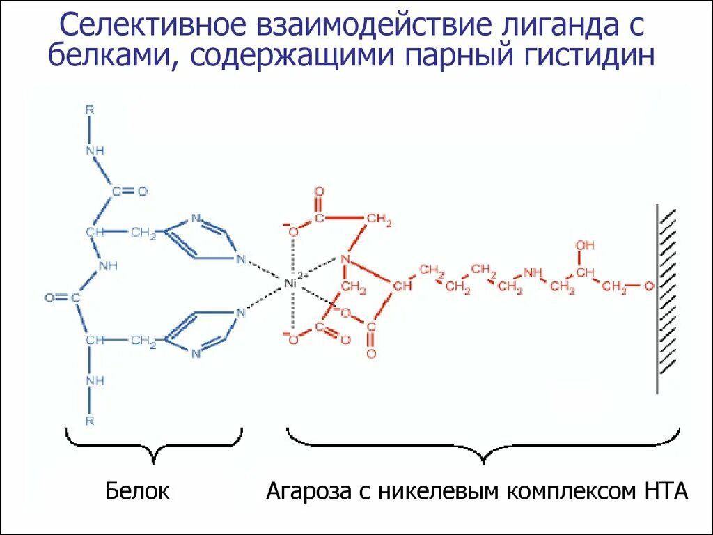 Селективный белок. Примеры белков переносчиков. Срб структура. Селективный белок. Селективный белок.