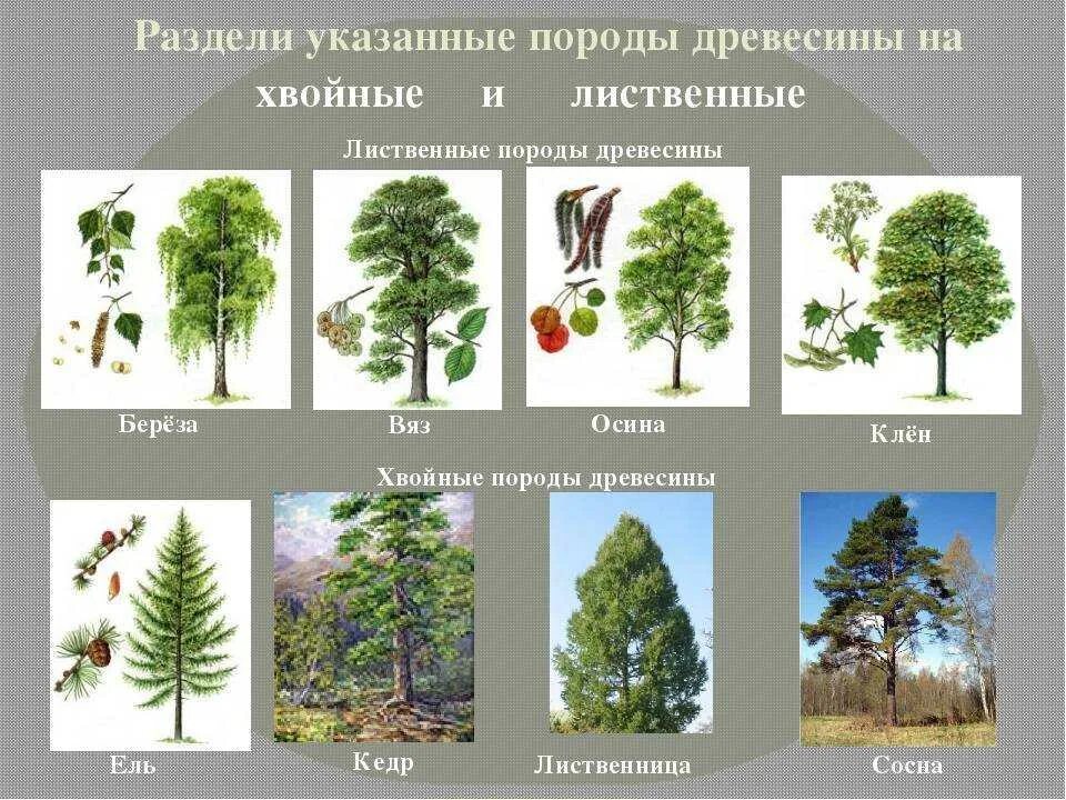 К хвойным породам относятся породы. Плодовые лиственные хвойные деревья. Деревья России. Листаенные ихвойные деревья. Лиственные деревья названия.