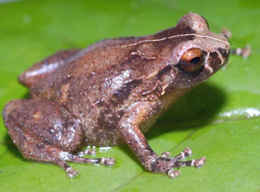 Лягушки. Гвинейская лягушка. Взрослая особь лягушки. Название жаб. Разновидности лягушек и жаб.
