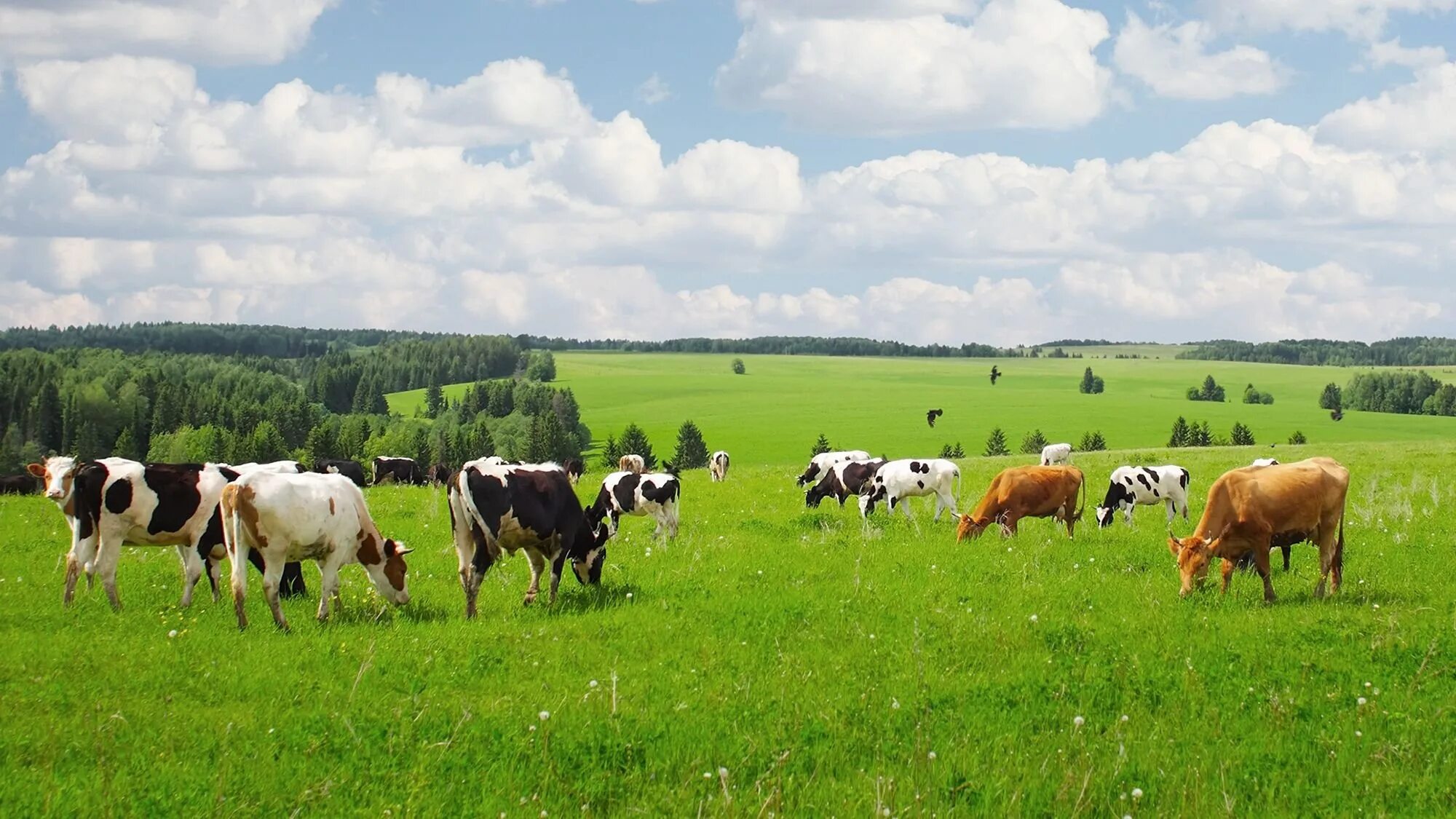 Поле коровки. Пастбище коров в Брянской области. Коровы в поле. Коровы на лугу. Луг с коровами.