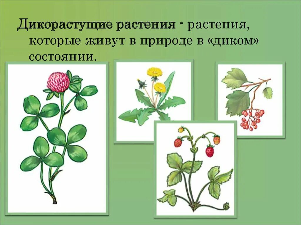 Дикорвстущии растении. Дикорастущие растения примеры. Дикорастущие семейства сложноцветные. Дико растушиерастения. Дико растушиерастения.