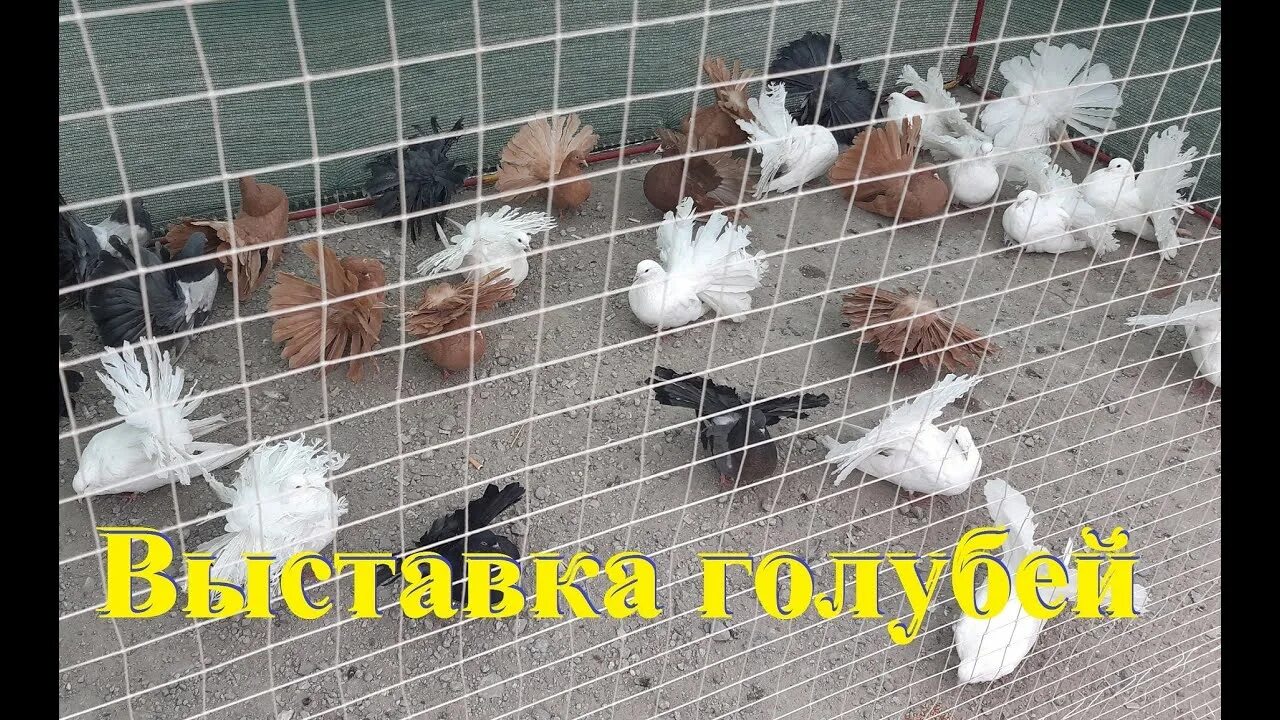 Воронежские новости - В Воронеже прошла межрегиональная выставка-ярмарка голубей