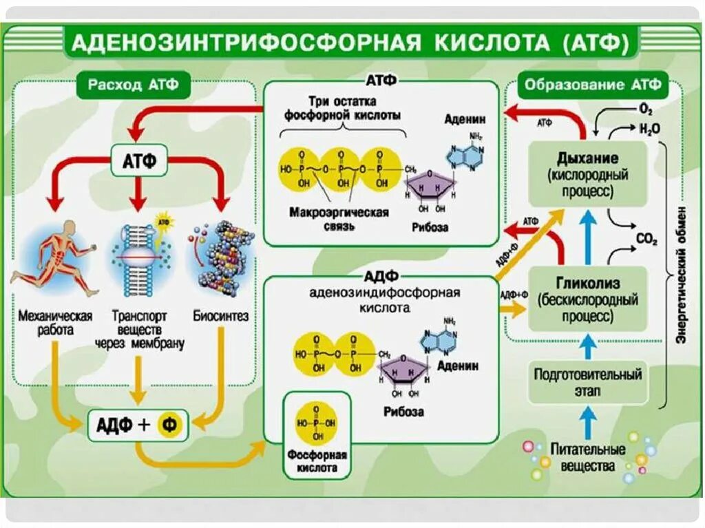 Откуда берется атф. Строение нуклеиновых кислот АТФ. Органические вещества АТФ строение. Строение АТФ биология. Биологическая роль АТФ химия.