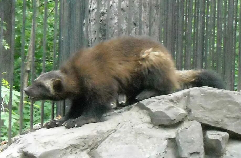 росомаха в зоопарке. росомаха сибирская. росомаха в зоопарке москвы. росомаха в алтайском крае. росомаха в ленинградском зоопарке.