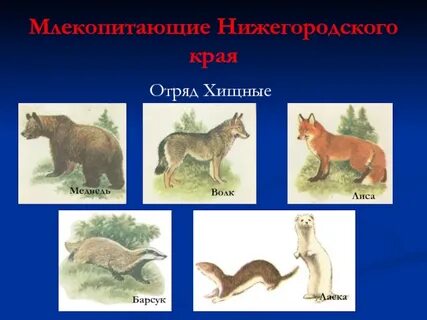 Нижегородская область животный мир