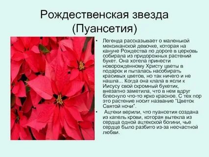 Почему трава красная