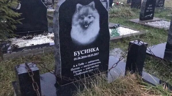 Ящик для похорон собак и кошек. Памятники захоронения собак. Кладбище животных. Таблички для животных на кладбище. Табличка на могилу собаке.