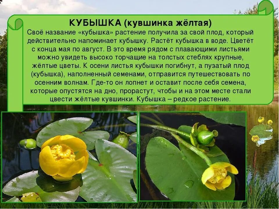 Водные растения челябинской области. Кувшинка желтая кубышка. Кубышка это гидрофит. Кубышка желтая водяная Лилия. Влаголюбивое растение кубышка желтая.