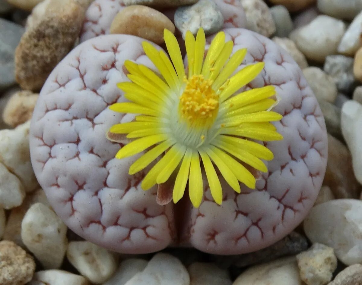 Суккулент литопс. Lithops gracilidelineata. Lithops c262. Литопс Франца.