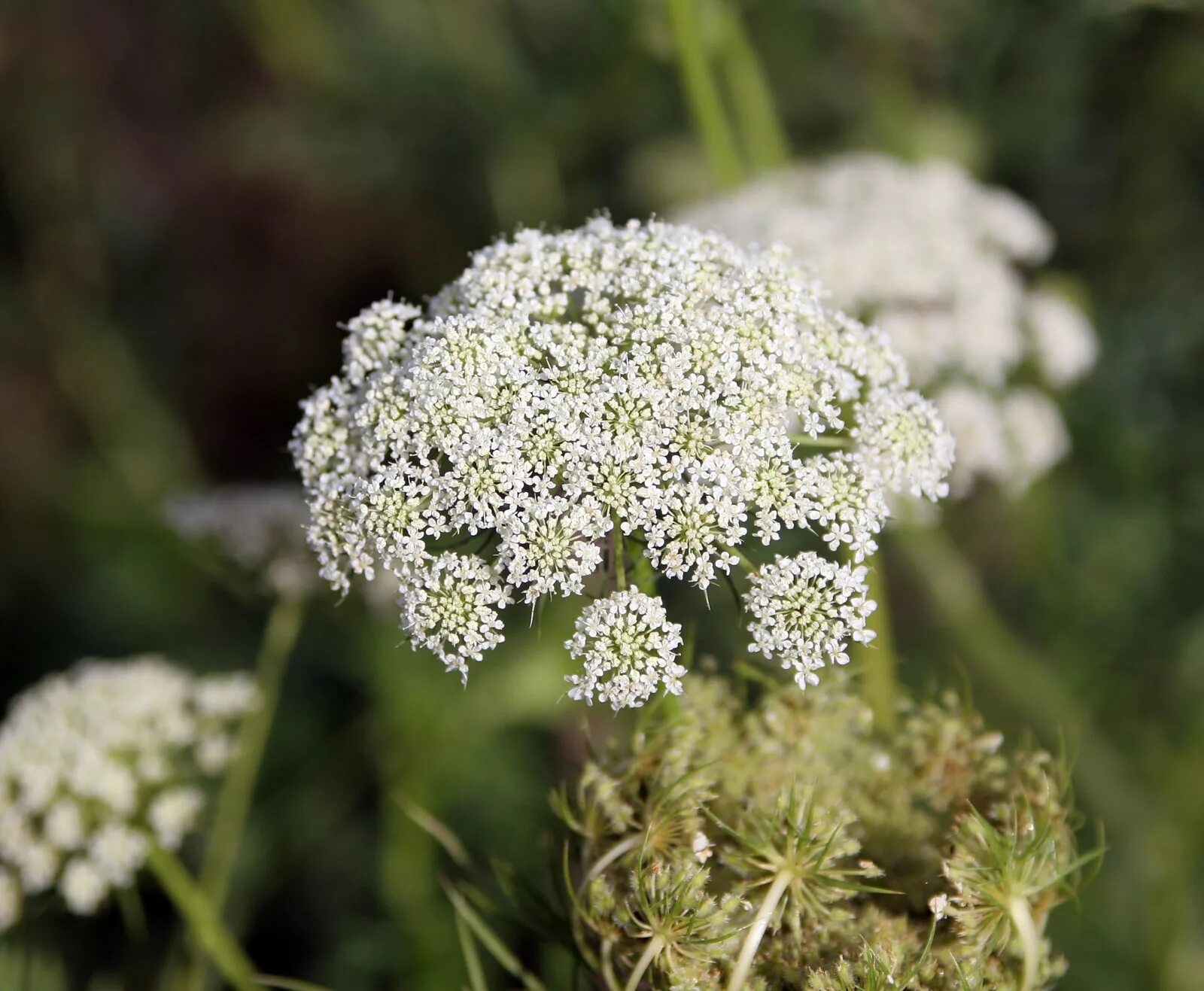 Соцветие зонтик морковь. Дикий морковник. Daucus carota цветок. Соцветие дикой моркови. Сорняк Дикая морковь.