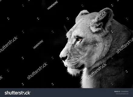 ८०,५७३ Lion and lioness प्रतिमा, स्टॉक फोटोज आणि वेक्टर्स Shutterstock