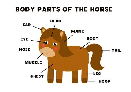 Parts of animals body