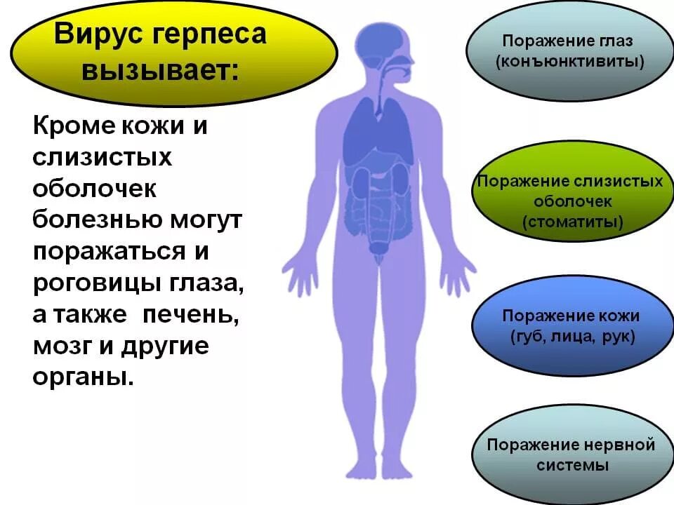 Вирус герпеса заболевания. Заболевания вызываемые герпесвирусами. Вирус герпеса в организме человека. Ковид признаки 2024 симптомы